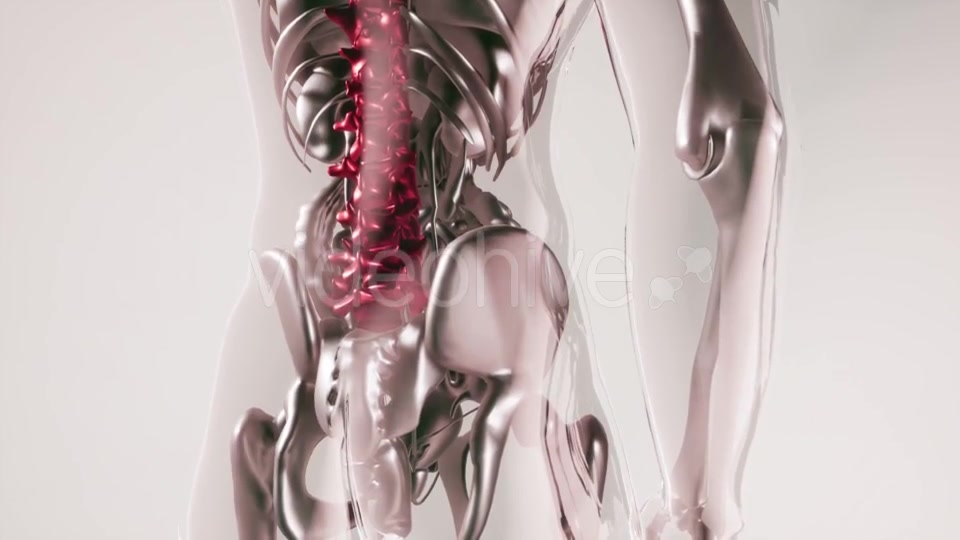 Human Spine Skeleton Bones Model with Organs - Download Videohive 20946551