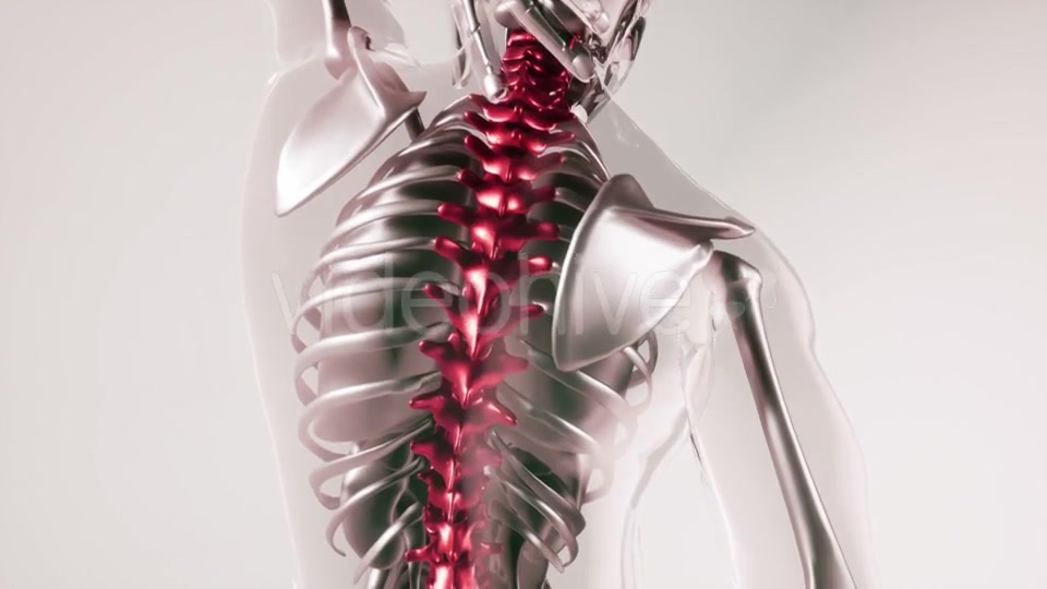 Human Spine Skeleton Bones Model with Organs - Download Videohive 20946551