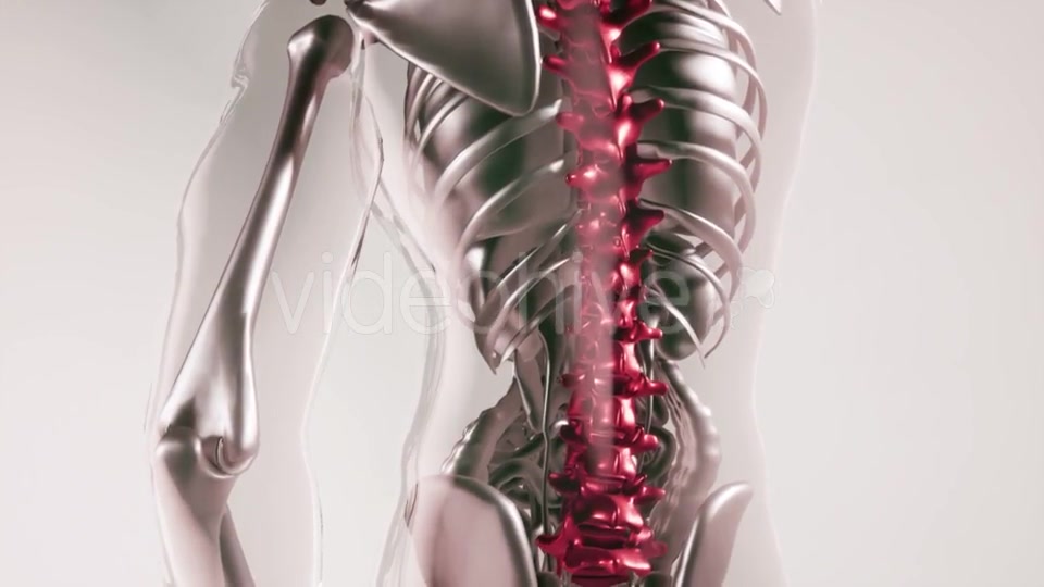 Human Spine Skeleton Bones Model with Organs - Download Videohive 20946563