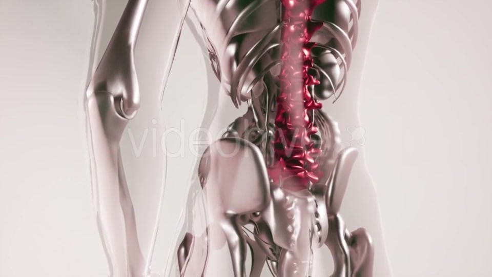 Human Spine Skeleton Bones Model with Organs - Download Videohive 20946563