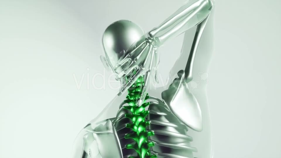 Human Spine Skeleton Bones Model with Organs - Download Videohive 21041400
