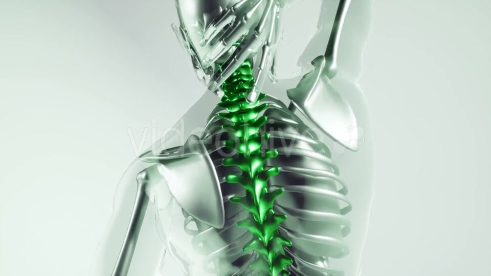 Human Spine Skeleton Bones Model with Organs - Download Videohive 21041400