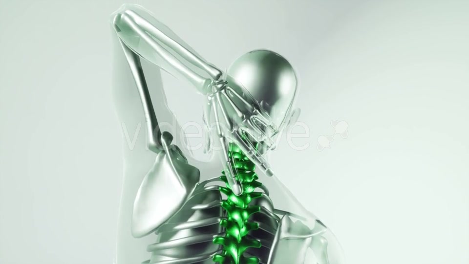 Human Spine Skeleton Bones Model with Organs - Download Videohive 21118539