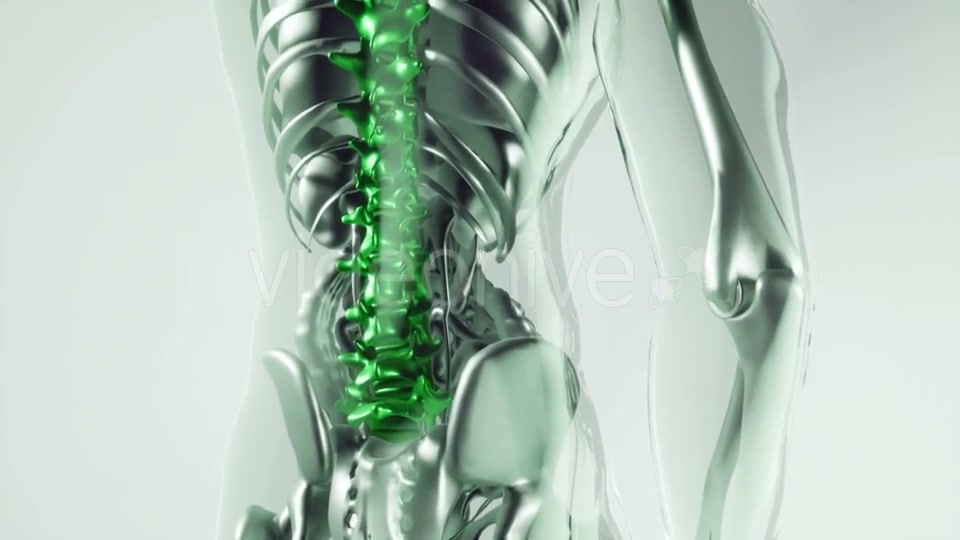 Human Spine Skeleton Bones Model with Organs - Download Videohive 21118539