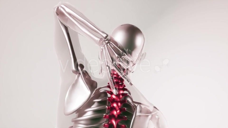 Human Spine Skeleton Bones Model with Organs - Download Videohive 21168042