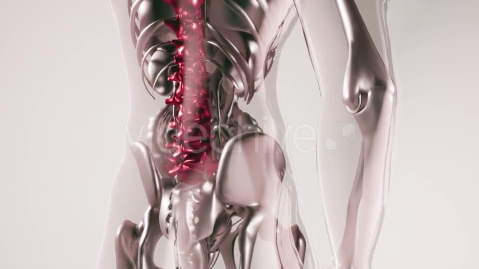 Human Spine Skeleton Bones Model with Organs - Download Videohive 21168042