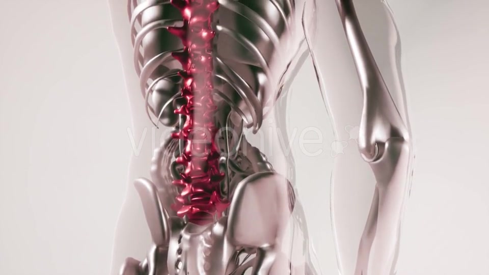 Human Spine Skeleton Bones Model with Organs - Download Videohive 21168042