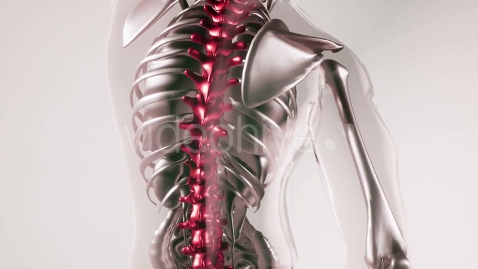 Human Spine Skeleton Bones Model with Organs - Download Videohive 21168042