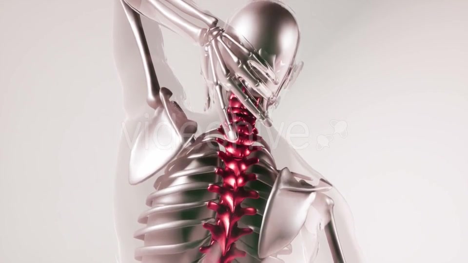 Human Spine Skeleton Bones Model with Organs - Download Videohive 21168042