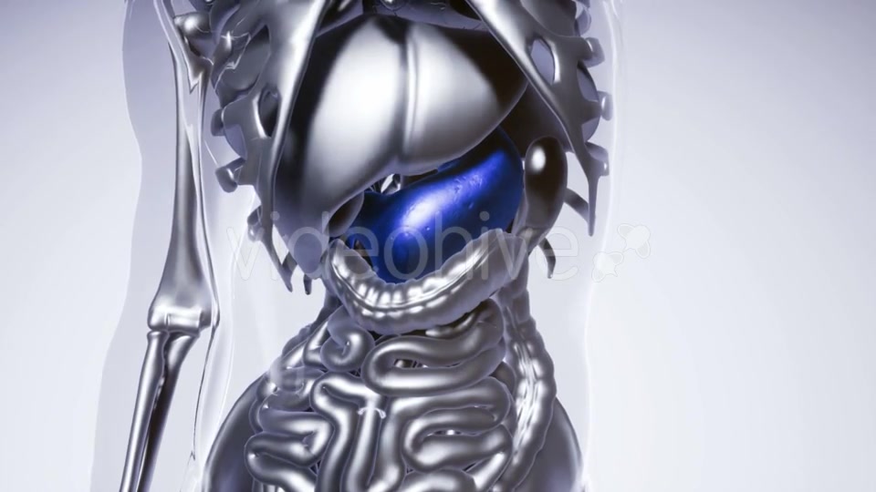 Human Stomach Model with All Organs and Bones - Download Videohive 20903169