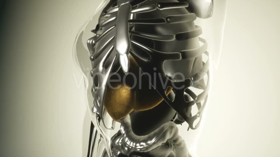 Human Stomach Model with All Organs and Bones - Download Videohive 20916002
