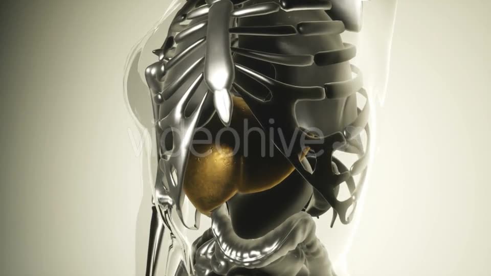 Human Stomach Model with All Organs and Bones - Download Videohive 20916002