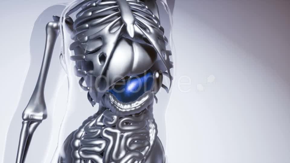 Human Stomach Model with All Organs and Bones - Download Videohive 20979977