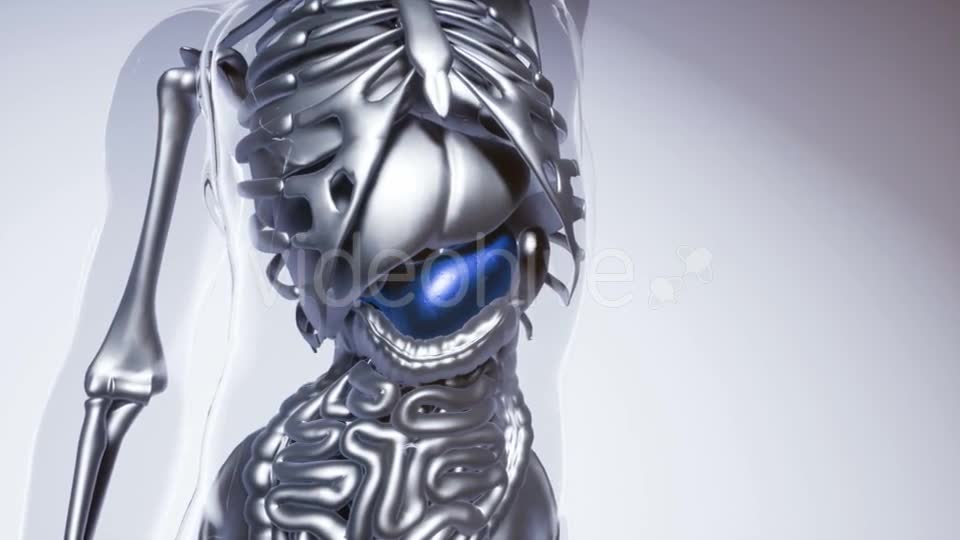 Human Stomach Model with All Organs and Bones - Download Videohive 20979977