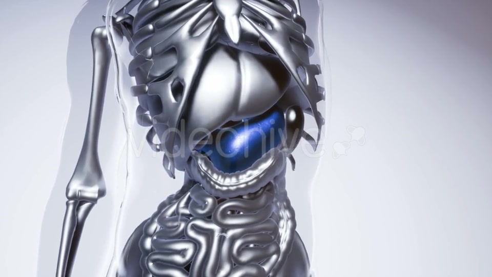 Human Stomach Model with All Organs and Bones - Download Videohive 20979977