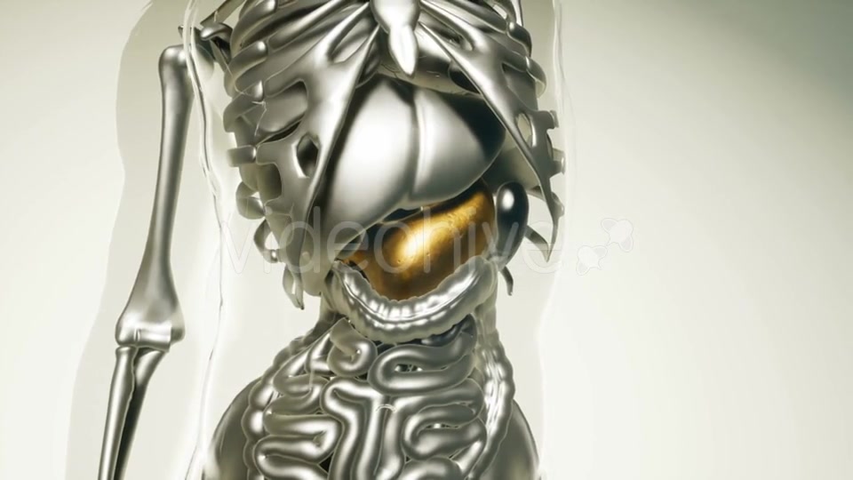Human Stomach Model with All Organs and Bones - Download Videohive 21118393