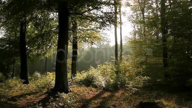 In The Forest  Videohive 840853 Stock Footage Image 1