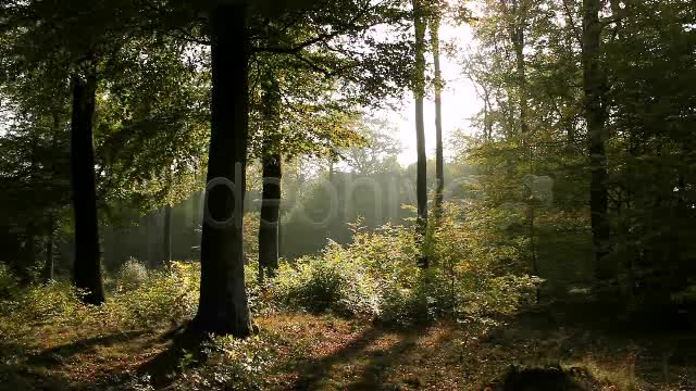 In The Forest  Videohive 840853 Stock Footage Image 2