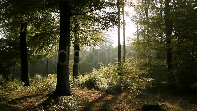 In The Forest  Videohive 840853 Stock Footage Image 3