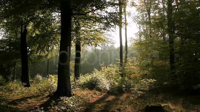 In The Forest  Videohive 840853 Stock Footage Image 4