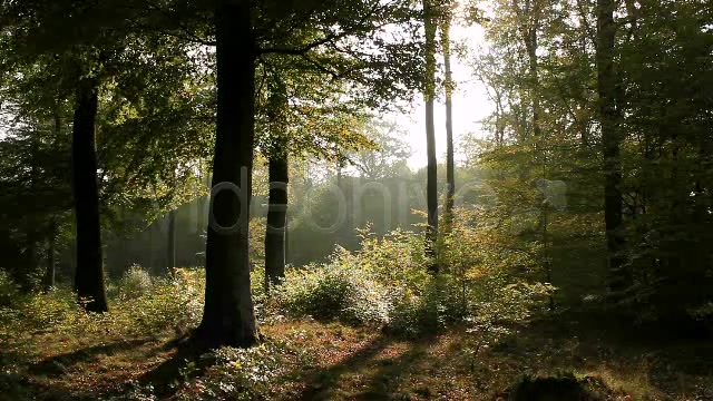 In The Forest  Videohive 840853 Stock Footage Image 5