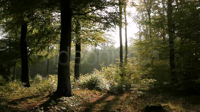 In The Forest  Videohive 840853 Stock Footage Image 6