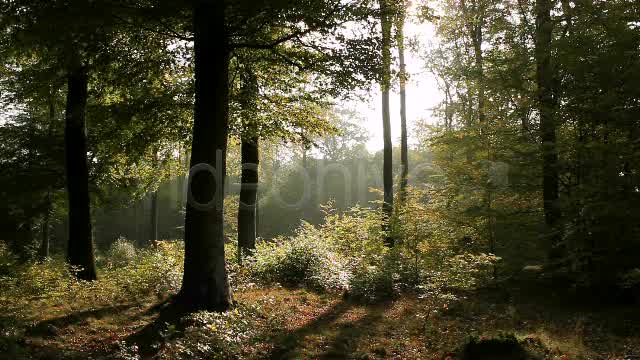 In The Forest  Videohive 840853 Stock Footage Image 8
