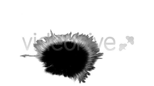 Ink Blot / Splat Series of 6 High Quality  Videohive 131813 Stock Footage Image 8
