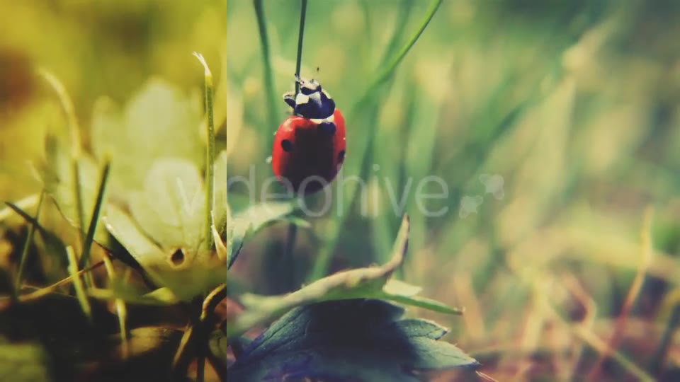 InstaGrade Color Correction Template - Download Videohive 3226036