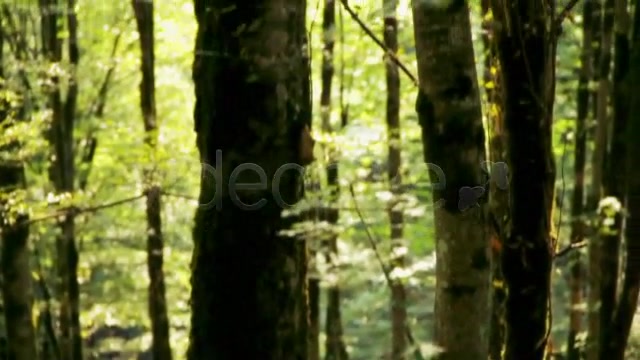 Into The Woods V1.0 - Download Videohive 5522644