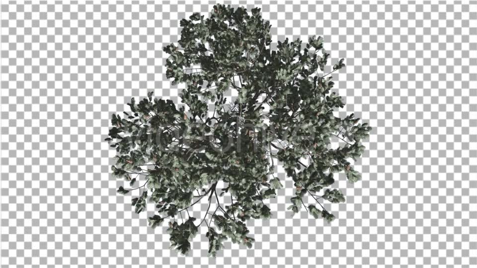 Italian Stone Pine Crown Top Down Winter - Download Videohive 14995539
