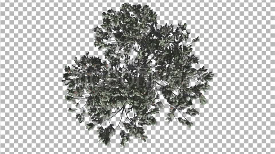 Italian Stone Pine Crown Top Down Winter - Download Videohive 16958283