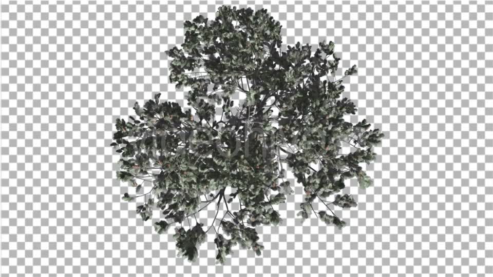 Italian Stone Pine Crown Top Down Winter - Download Videohive 16958283