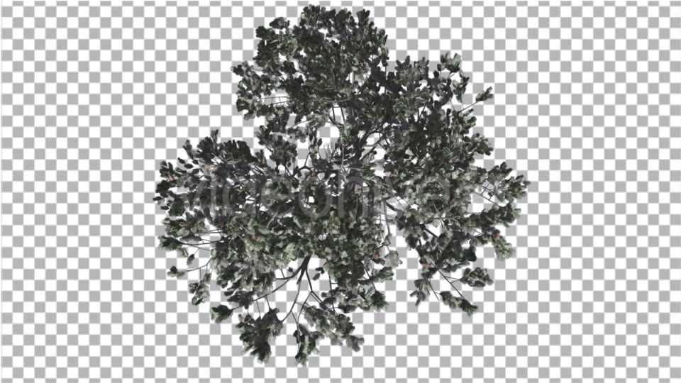 Italian Stone Pine Crown Top Down Winter - Download Videohive 16958283