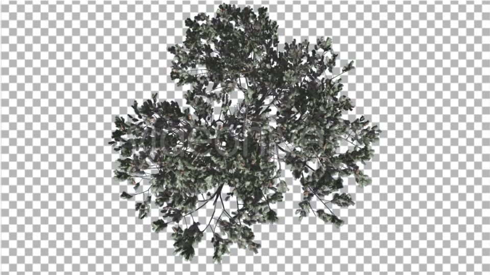 Italian Stone Pine Crown Top Down Winter - Download Videohive 16958283