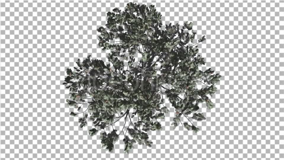 Italian Stone Pine Crown Top Down Winter - Download Videohive 16958283
