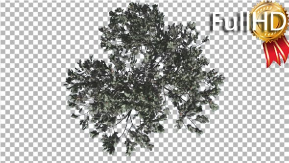 Italian Stone Pine Crown Top Down Winter - Download Videohive 16958283