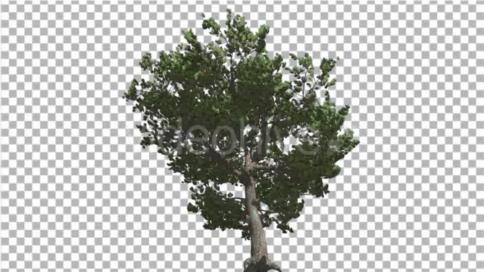 Italian Stone Pine Green Crown in Summer - Download Videohive 16965612
