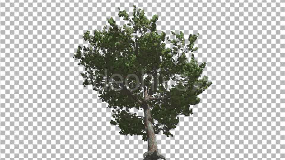 Italian Stone Pine Green Crown in Summer - Download Videohive 16965612