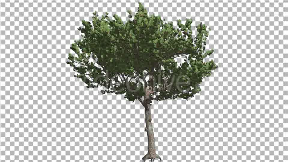 Italian Stone Pine Small Tree Roots in Summer - Download Videohive 15202080