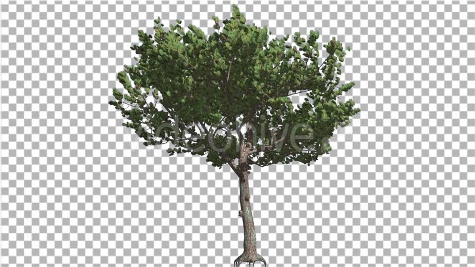 Italian Stone Pine Small Tree Roots in Summer - Download Videohive 15202080