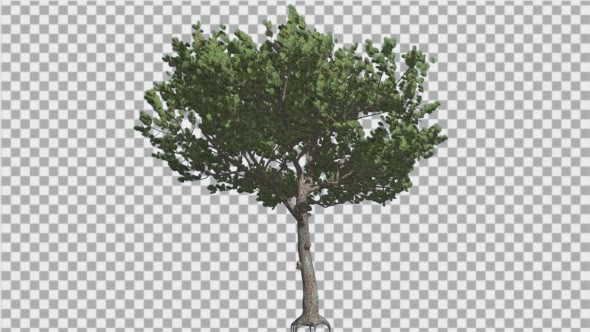 Italian Stone Pine Small Tree Roots in Summer - Download Videohive 15202080