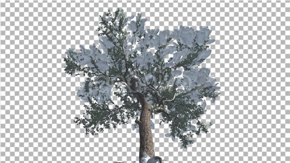 Italian Stone Pine Snow on a Branches Down Up - Download Videohive 15004876