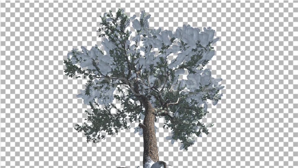 Italian Stone Pine Snow on a Branches Down Up - Download Videohive 15004876
