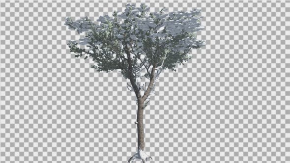 Italian Stone Pine Snow on a Crown of Small Tee - Download Videohive 14998857