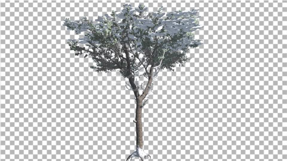 Italian Stone Pine Snow on a Crown of Small Tee - Download Videohive 16933555