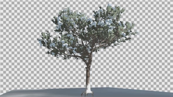 Italian Stone Pine Thin Tree in a Ground - Download Videohive 14992830