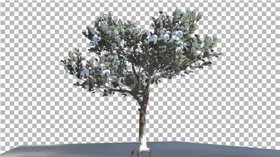 Italian Stone Pine Thin Tree in a Ground - Download Videohive 16958967