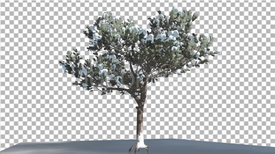 Italian Stone Pine Thin Tree in a Ground - Download Videohive 16958967