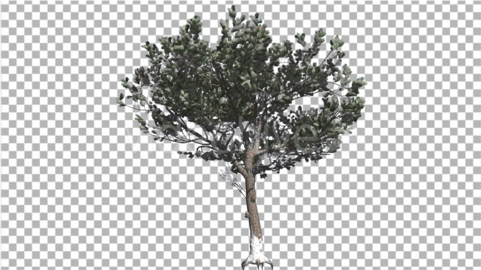 Italian Stone Pine Thin Tree in Winter Coniferous - Download Videohive 16929469